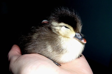 baby ducky