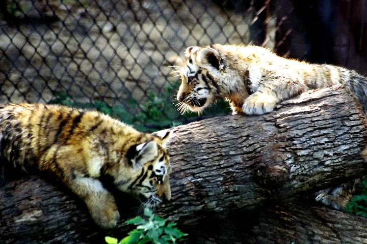 baby tiger at beardsley zoo