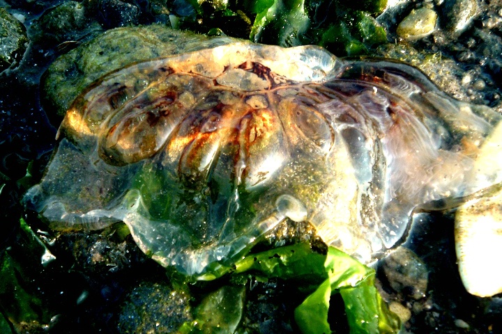 jelly fish