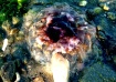 jelly fish 2