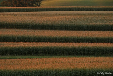 Rows of Corn Fields