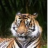 © Michael Questell PhotoID# 1173810: Who's zoomin' who?