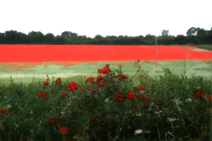 Poppies, Abington, Cambridge,UK
