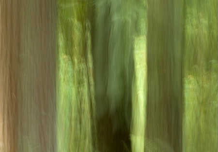 Forest Impressions