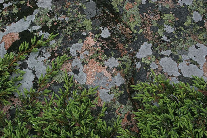 Granite and juniper after