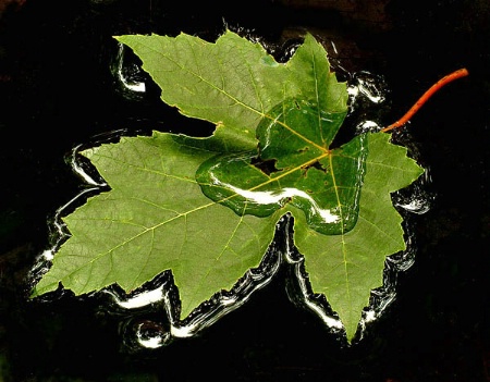 Black Water Maple