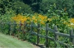 The Fence