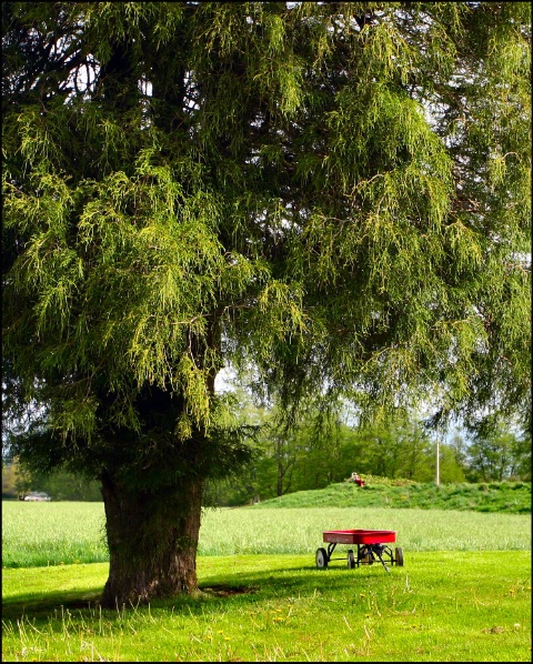 Big Tree Little Wagon