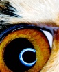 Cat's Eye, v3...