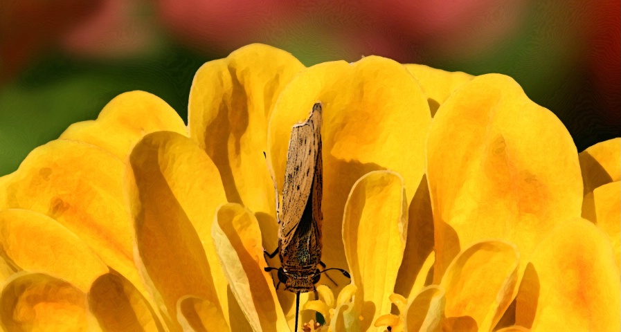 yellow nectar