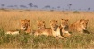 Lions in Masai Ma...