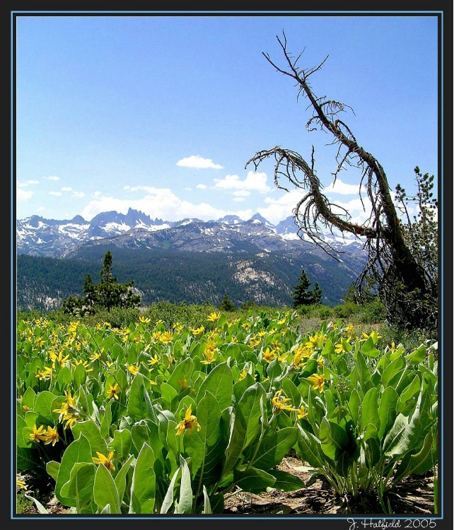 A Field of Elepant Ears