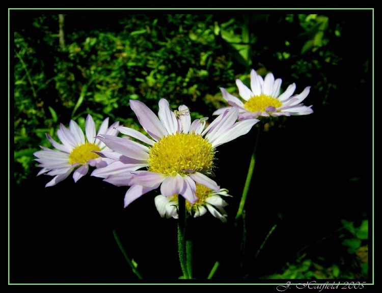 Mountain Wild Flowers