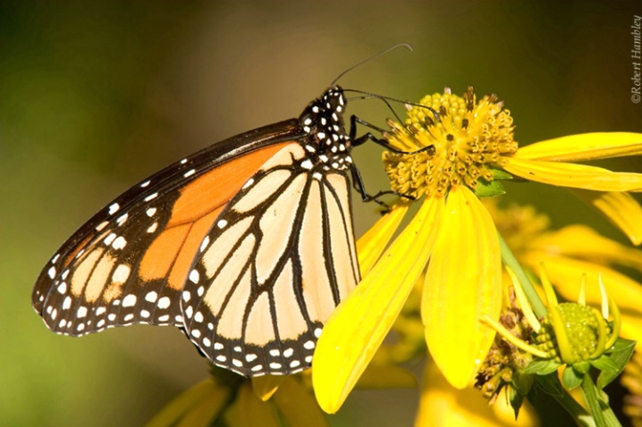 Monarch Butterfly - ID: 1183325 © Robert Hambley