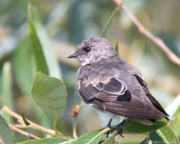 Rough-Winged Sparrow - ID: 1183327 © Robert Hambley