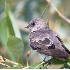 © Robert Hambley PhotoID # 1183327: Rough-Winged Sparrow