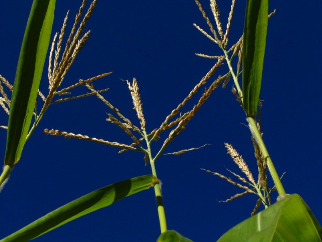 Autumn Corn