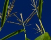 Autumn Corn