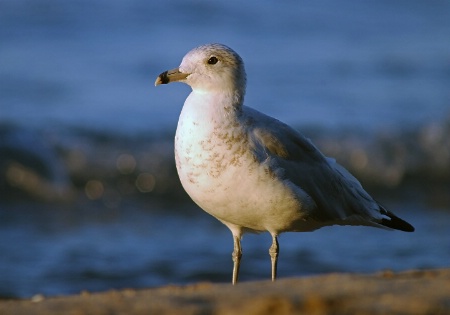 Immature Ring-billed Gull