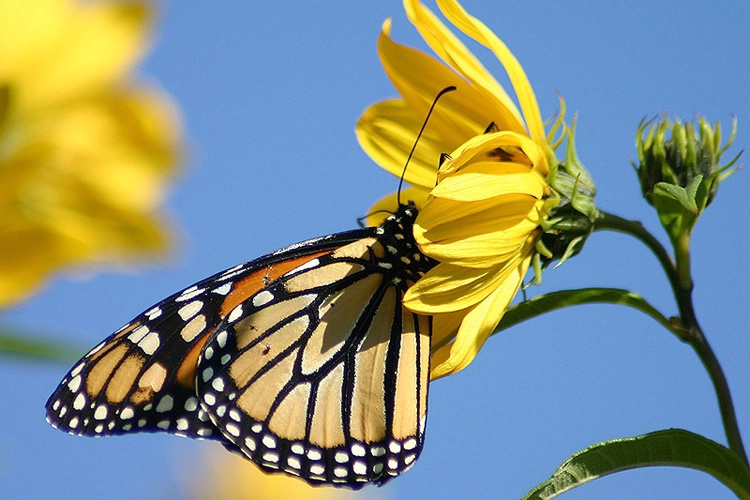 Monarch Butterfly