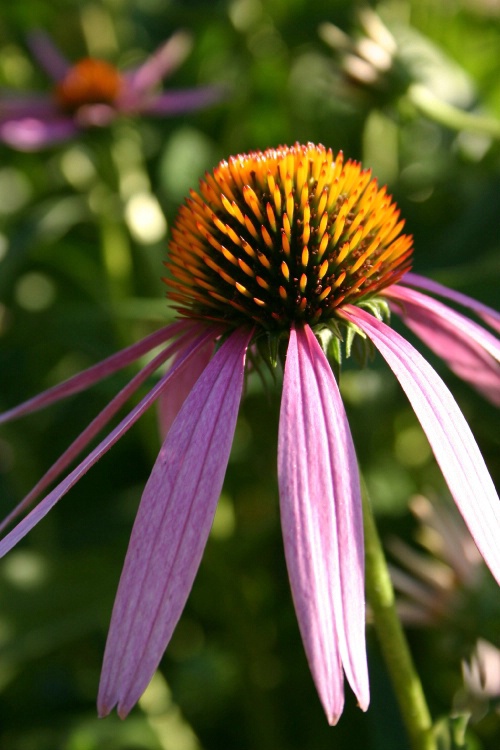 Purple Beauty