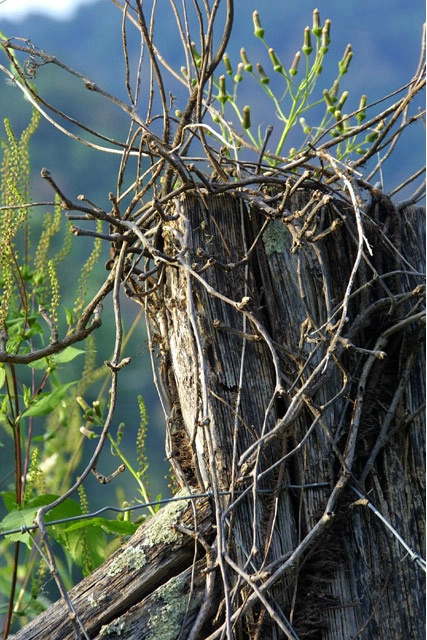 Tree Imp?