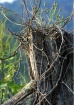 Tree Imp?