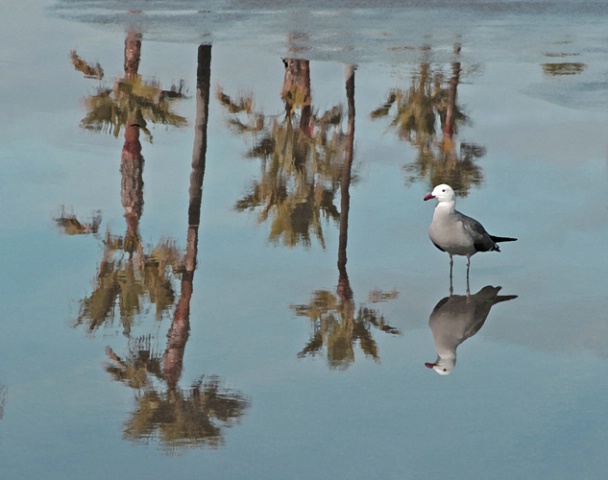 Reflected gull
