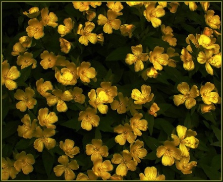 Glowing Flowers