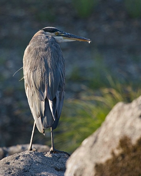 Heron