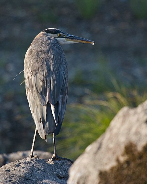 Heron