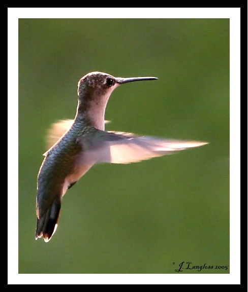 The Flight of a Hummingbird
