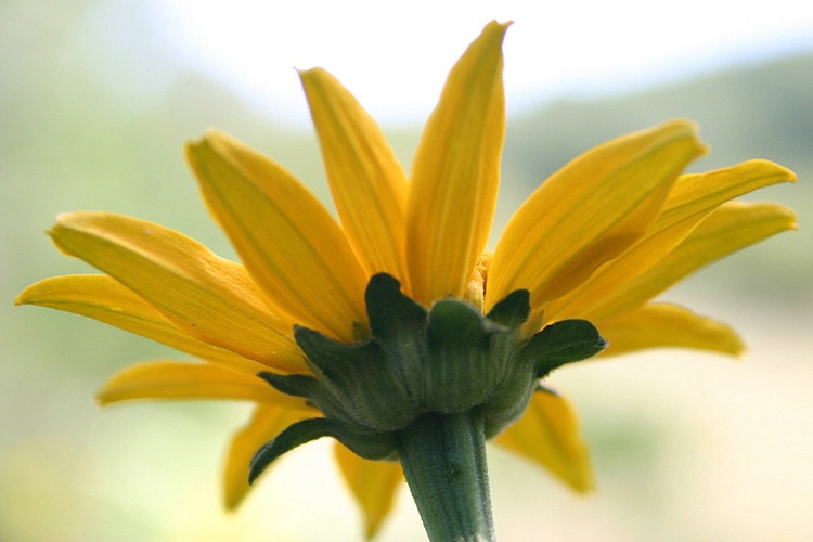 Yellow Flower