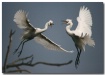 Attack