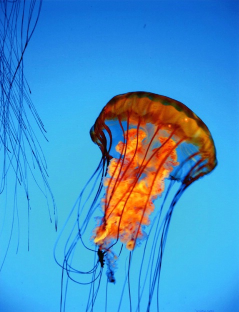 Jellyfish F233 - ID: 1190267 © Kristin A. Wall