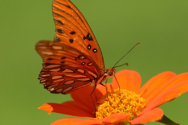 Gulf Fritillary