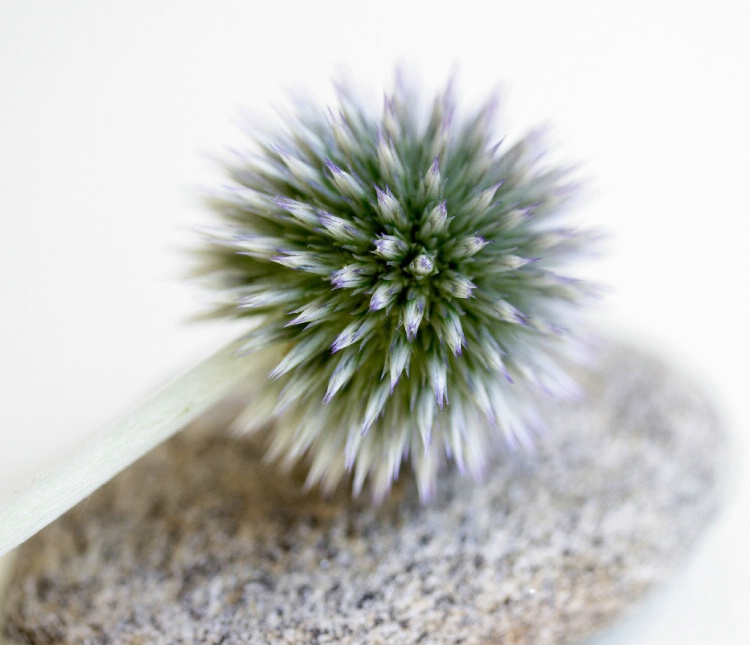 Thistle on stone