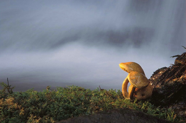 Mystical Mushrooms