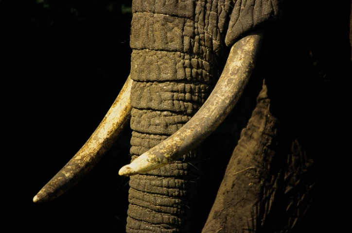 Elephant Tusks and Trunk