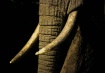 Elephant Tusks an...