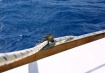 Sailboat Pulley
