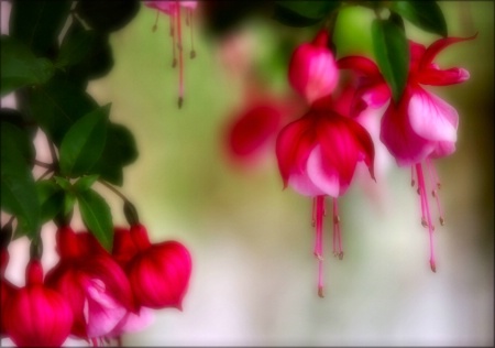 Fushia 