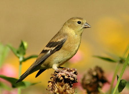 Young Goldfinch