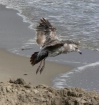 Seagul in  flight