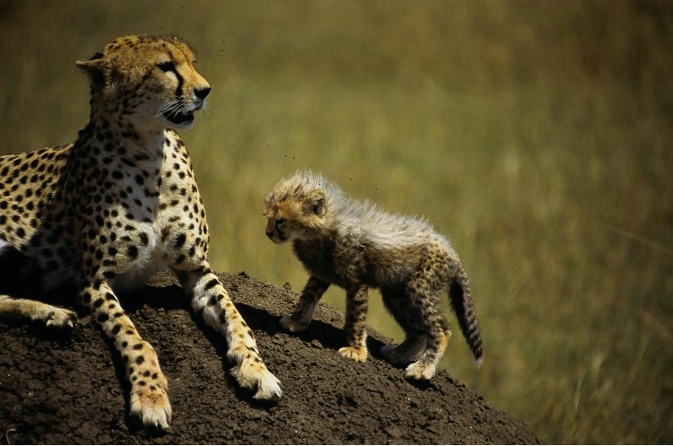 Cheetah Cub Back on the Mound