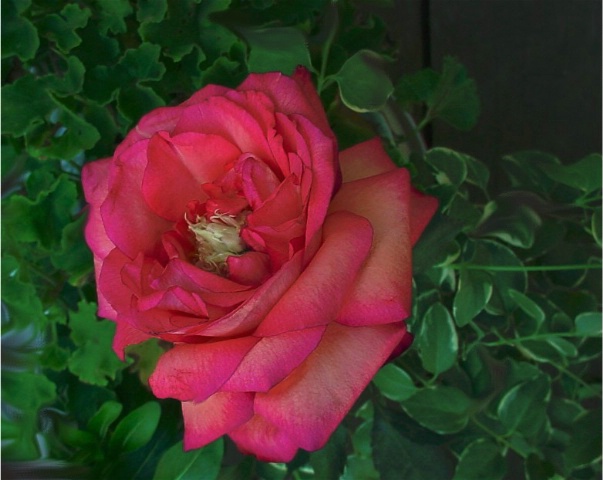 Fragrance Of A Rose #3