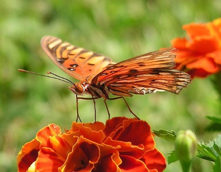 Broken Wing Beauty