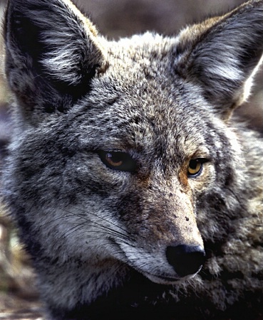 coyote face #109