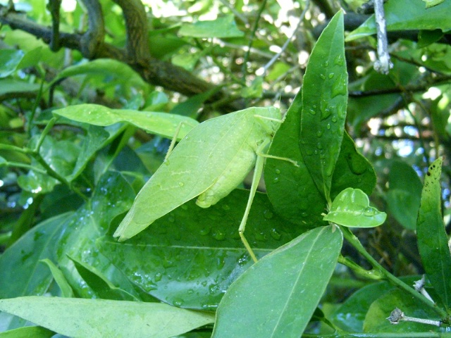 Leaf Bug on a Tree Hike