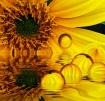Sunflower Spore